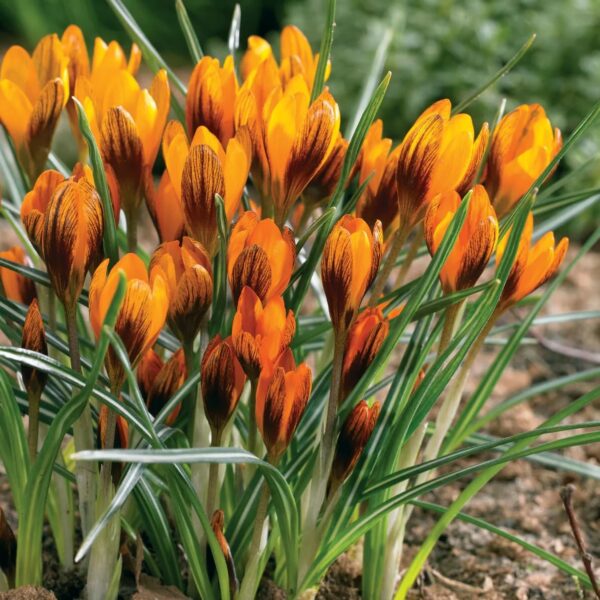 Votaniki Orange Monarch Crocus Bulbs - Perennial Beauty, Crocus Olivieri Subsp or Balansae ‘Orange King’ Bulbs for Planting | Spring Flower Botanical Crocus - Easy to Grow