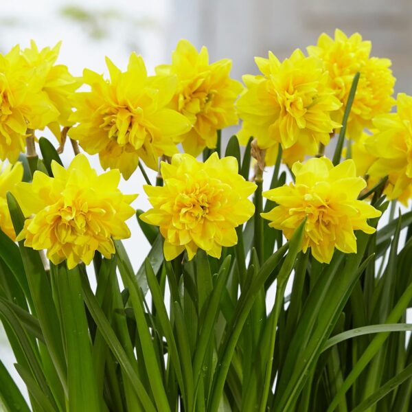 Votaniki Tete Deluxe Daffodil Bulbs - Perennial Daffodil 'Double Tete A Tete Narcissus' | Vibrant Yellow Flower - Easy to Grow Daffodil