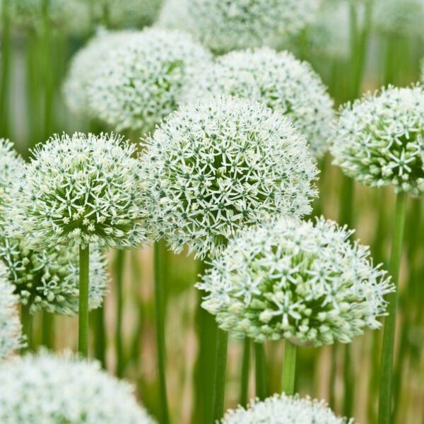 Votaniki Mount Everest Allium Bulbs - Perennial Allium (Ornamental Onion) | Attracts Pollinators, Long Lasting Beauty, Versatile Allium - Easy to Grow