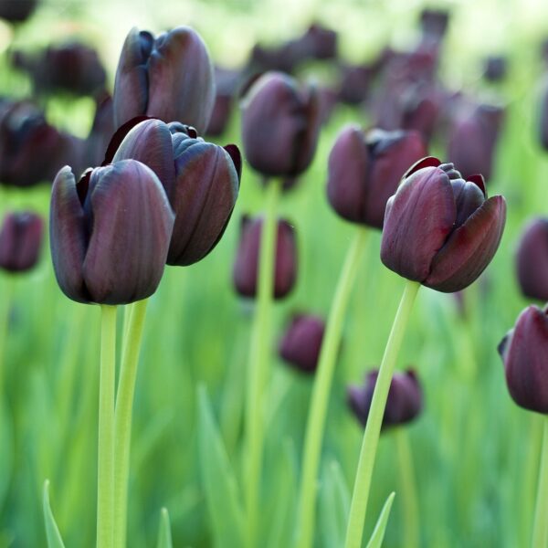 Votaniki Queen of Night Tulip - Versatile, Perennial Tulipa Single Late 'Queen of Night' | Tulip Bulbs for Planting - Easy to Grow