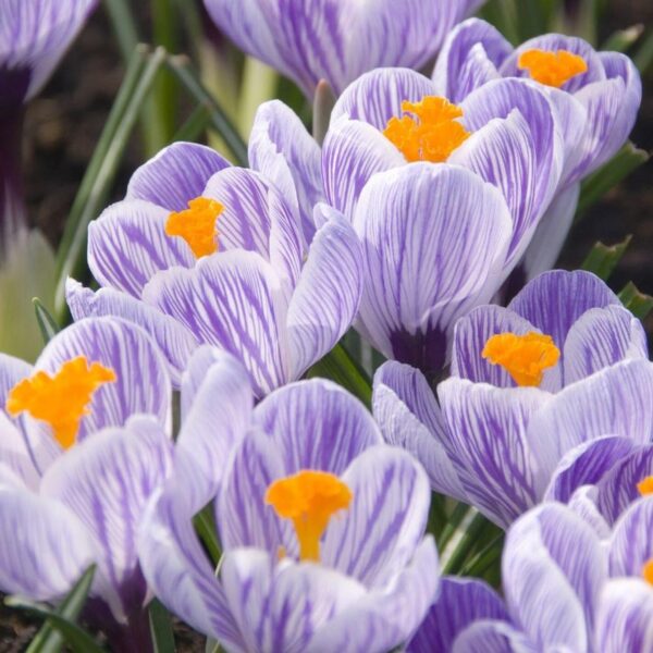 Votaniki Pickwick Crocus Bulbs - Versatile and Perennial, Stunning Spring Blooms | Crocus Large Flowering Pickwick - Perfect Addition to Any Garden