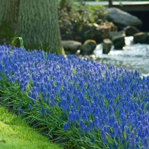 Votaniki Muscari Armeniacum Bulbs - Perennial Muscari 'Grape Hyacinths' | Fragrant & Bell Shaped Blue Flowers - Perfect Addition to Any Garden