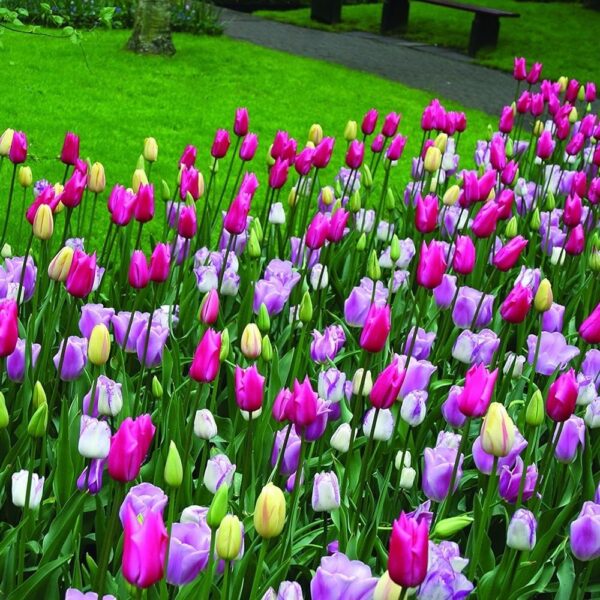 Votaniki Triumph Tulip Mix Bulbs - Perennial Tulip Flowering Bulbs for Planting | Perfect Addition to Any Garden - Easy to Grow