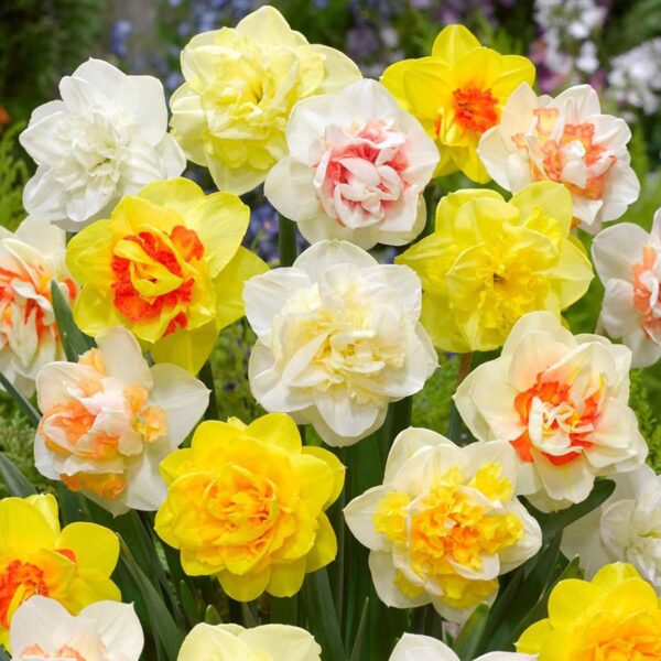 Votaniki Double Daffodil Mix - Long Lasting Blooms, Perennial Narcissus Double Daffodil Mixed Bulbs for Planting | Easy to Grow and Low Maintenance