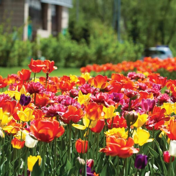 Votaniki Darwin Hybrid Tulip Mix Flower Bulbs - Long Lasting Blooms, Perennial Tulips | Easy to Grow and Low Maintenance