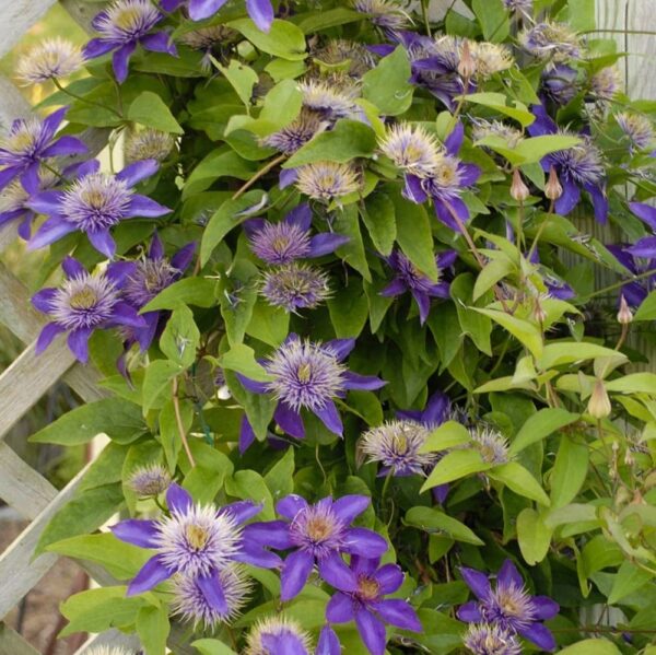 Votaniki Multi Blue Clematis Roots for Planting - Perennial, Long Lasting Flower | Multi Blue Clematis - Starter Plants Ready for Garden | Blue Flowering Vine, Easy to Grow