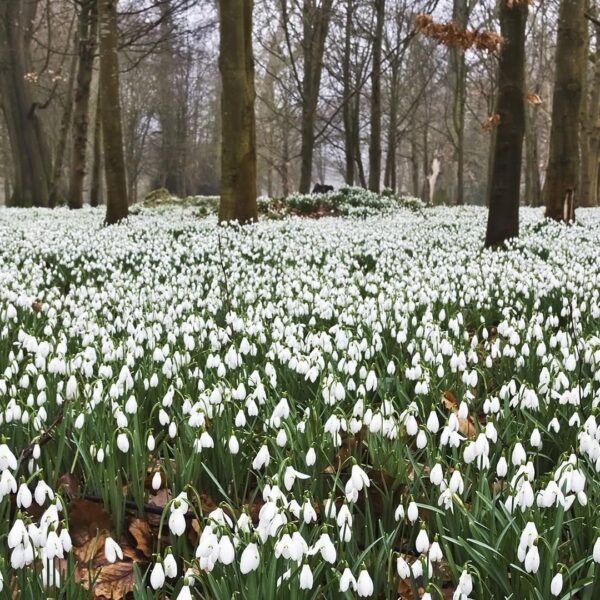 Votaniki Snowdrops Bulbs - White Flowers, Perennial Snowdrops "Galanthus Ikariae" | Early Spring Blooms - Easy to Grow