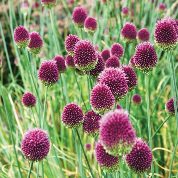 Votaniki Drumstick Allium - Perennial Allium Drumstick Bulbs (Allium Sphaerocephalon) for Planting | Egg Shaped Flowers- Blooms Year After Year