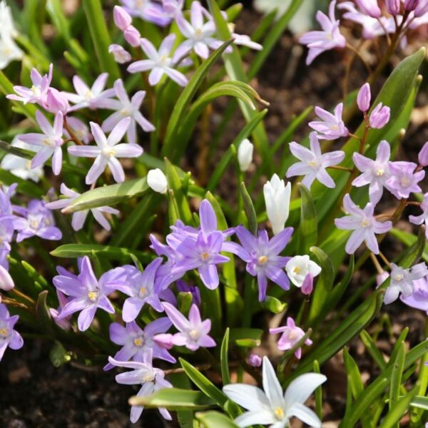 Votaniki Chionodoxa Mix Bulbs - Long Lasting Blooms, Perennial Chionodoxa (Glory of The Snow) | Spring Flowering Bulbs - Easy to Grow and Low Maintenance