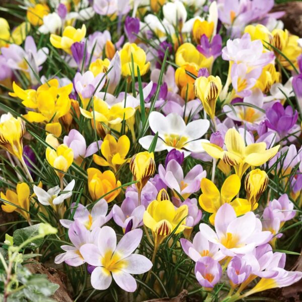 Votaniki Species Crocus Mix Bulbs - Perennial Purple, White, and Yellow Crocus | Species Crocus Mix for Garden Enthusiasts -Easy to Grow and Low Maintenance