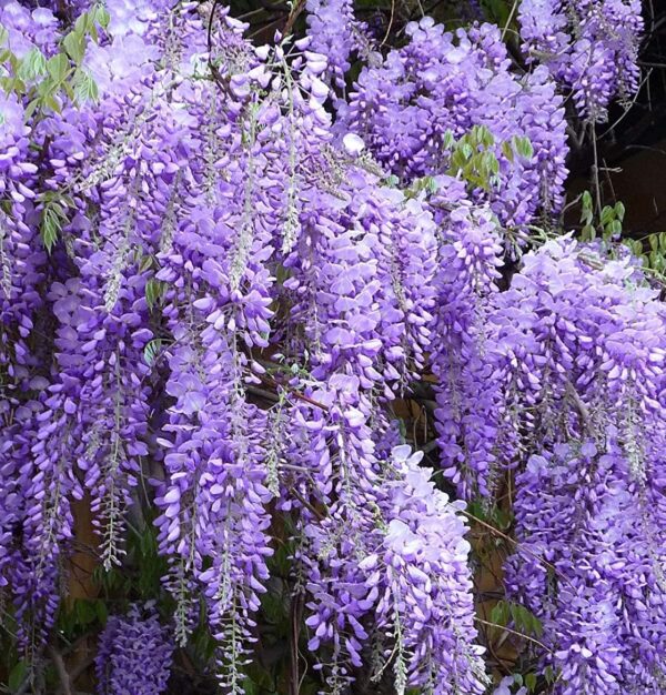 Votaniki Purple Wisteria 1-2 Ft Plant - Fragrant Wisteria Live Plant | Perennial, Sweet Fragrant Bloom, Wisteria Flowering Plants - Easy to Grow