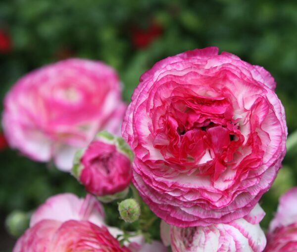 Votaniki Ranunculus Picotee Pink "Persian Buttercup" - Perennial Ranunculus Bulbs for Planting | Long Lasting Blooms - Easy to Grow and Low Maintenance