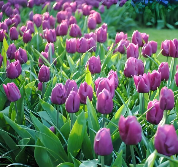 Votaniki Purple Prince Tulip - Attracts Pollinators, Fragrant Flowers, Perennial Tulip Bulbs for Planting | Tulipa Single Early 'Purple Prince' Tulip - Easy to Grow