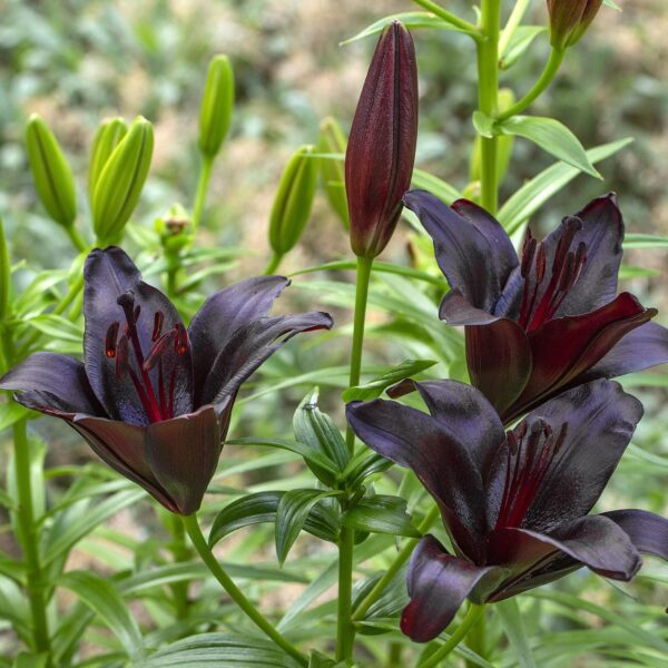 Votaniki Nightrider Asiatic Lily Bulbs - Perennial Lilium TA-Hybrid 'Nightrider' Lily | Black Flower, Versatile Landscaping - Easy to Grow