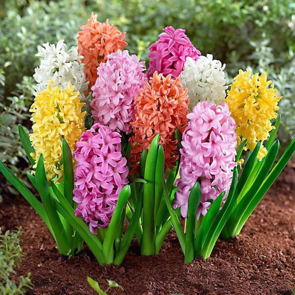 Votaniki Hyacinth Mixed Bulbs - Perennial and Fragrant, Mix Hyacinths Bulbs for Planting | Long Lasting Beauty - Stunning Garden Display