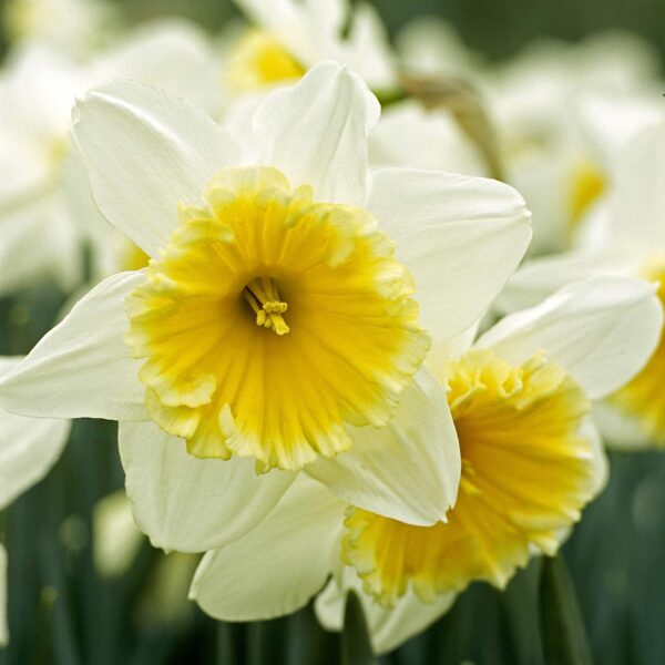 Votaniki Slim Whitman Daffodil Bulbs - Perennial Narcissus 'Slim Whitman' Daffodil | Large Cupped Daffodil Flowers - Easy to Grow