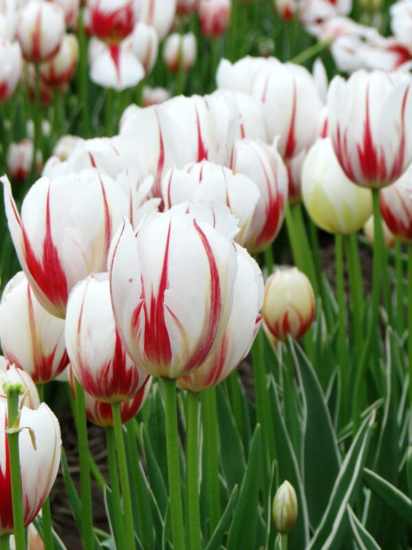 Carnaval Tulip Bulbs for Fall Planting - Set of 10 White Tulip Bulbs Plant Seeds for House Plants Fall Bulbs for Planting Perennial - Tulip Flowers Bulb