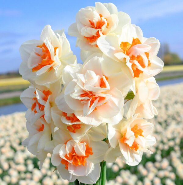 Votaniki Double Daffodil Replete Bulbs - Perennial, Fragrant, Hardy, and Resilient | Spectacular Flowers - Create a Stunning Display with (Narcissus 'Replete') Double Daffodil Replete