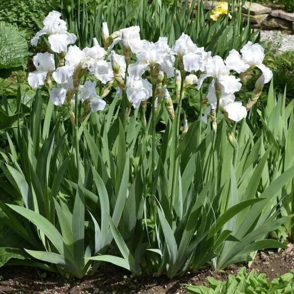 Votaniki Immortality Bearded Iris Bare Root - Perennial Iris germanica 'Immortality' | Fragrant Iris Flower - Easy to Grow and Low Maintenance