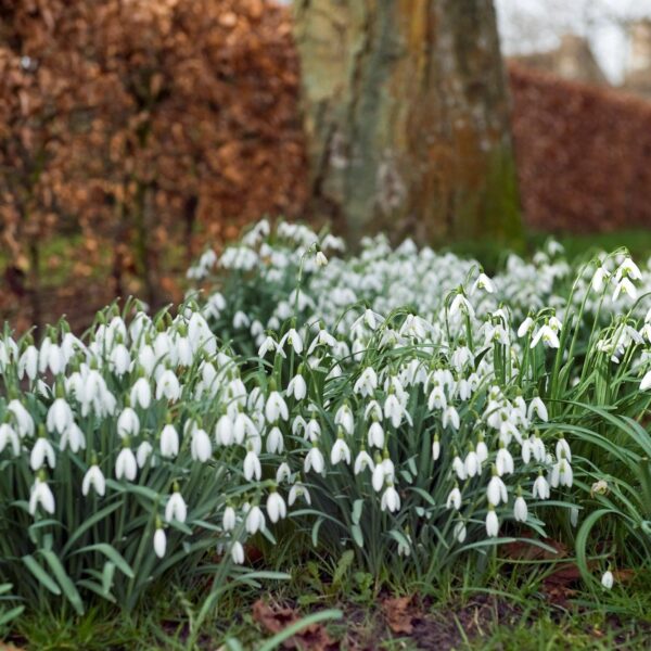 Votaniki Snowdrops Bulbs - White Flowers, Perennial Snowdrops "Galanthus Ikariae" | Early Spring Blooms - Easy to Grow