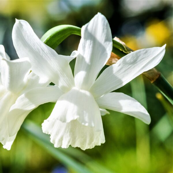 Votaniki Thalia Narcissus - Perennial Daffodil (Thailia Narcissus) Bulbs for Planting | Long Lasting Blooms, White Daffodil, Spring Bloomer - Easy to Grow