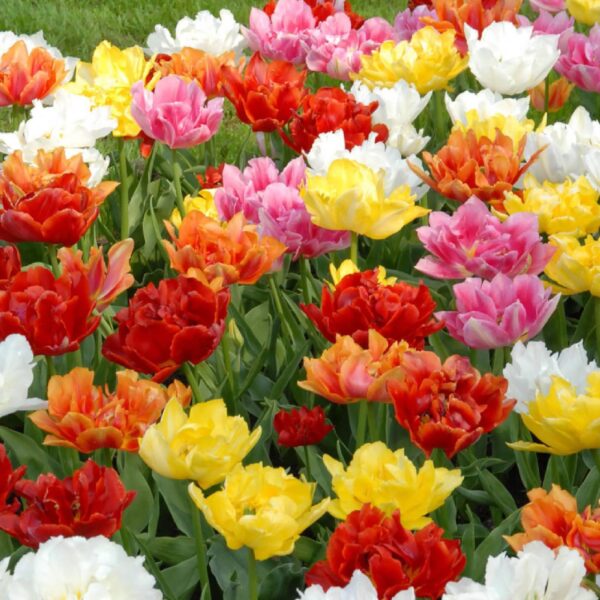 Votaniki Tulip Double Early Mixed - Versatile, Perennial, and Long Lasting Blooms | Perfect Addition to Any Garden - Ready to Plant Tulip Flower Bulbs