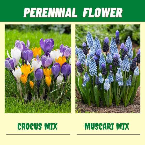 Votaniki Premium Spring & Summer Flowering Mix Bulbs & Rhizome - Anemone Blanda, Dutch Iris, Crocus, Freesia, Muscari & Bearded Iris | Perennial Flowers - Easy to Grow