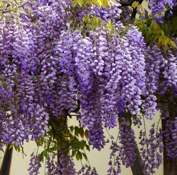 Votaniki Chinese Wisteria Quart Pot Root Start - Perennial, Fragrant Flower, Chinese Blue Wisteria Plant - Low Maintenance, Easy to Grow