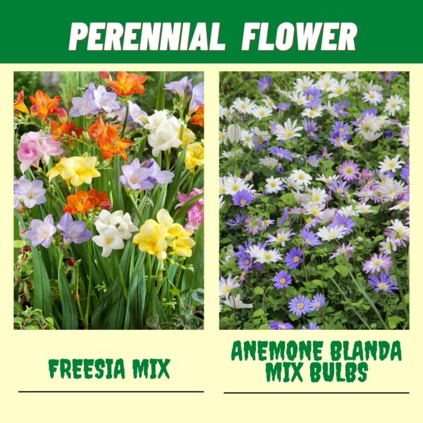 Votaniki Premium Spring & Summer Flowering Mix Bulbs & Rhizome - Anemone Blanda, Dutch Iris, Crocus, Freesia, Muscari & Bearded Iris | Perennial Flowers - Easy to Grow