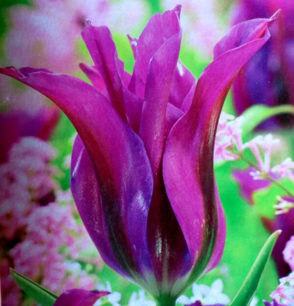 Votaniki Purple Doll Tulip Bulbs - Long Lasting Blooms, Perennial Tulip | Beautiful Cup Shaped Purple Flower - Easy to Grow