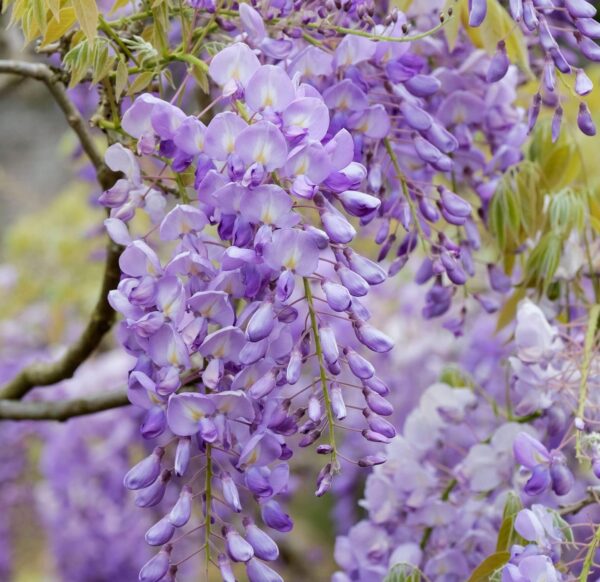 Votaniki Chinese Wisteria Quart Pot Root Start - Perennial, Fragrant Flower, Chinese Blue Wisteria Plant - Low Maintenance, Easy to Grow