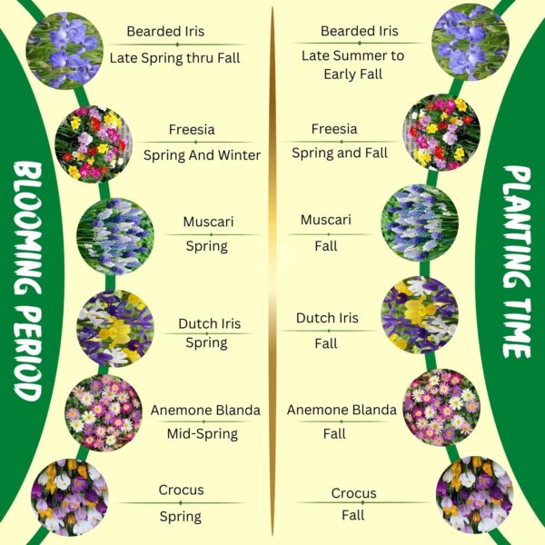 Votaniki Premium Spring & Summer Flowering Mix Bulbs & Rhizome - Anemone Blanda, Dutch Iris, Crocus, Freesia, Muscari & Bearded Iris | Perennial Flowers - Easy to Grow