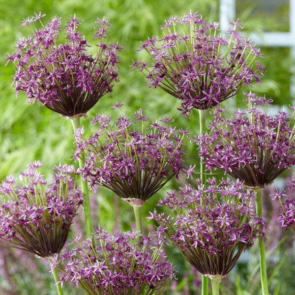 Votaniki Miami Allium - Dark Purple Flowers, Perennial and Versatile Allium Bulbs for Planting | Naturalize Easily and Easy to Grow