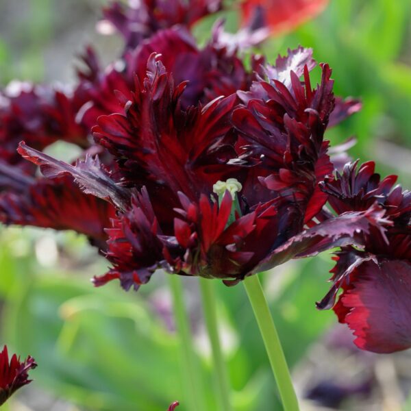 Votaniki Black Parrot Tulip Bulbs - Perennial Tulipa Parrot 'Black Parrot' | Beep Wine Red Petals with Black Edges Tulip Flowers - Easy to Grow