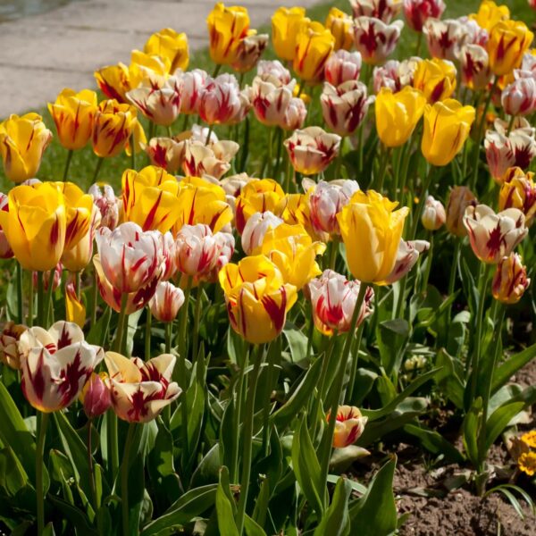 Votaniki Rembrandt Tulip Mix - Versatile & Perennial Tulip Bulbs for Planting | Spectacular Flowering Tulip - Easy to Grow and Low Maintenance