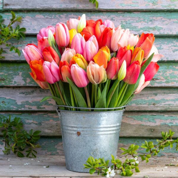 Votaniki Tulip Darwin Hybrid Sunset Mix - Fragrance, Perennial Spring Flowering Tulip Bulbs | Long Lasting & Large Blooms - Easy to Grow