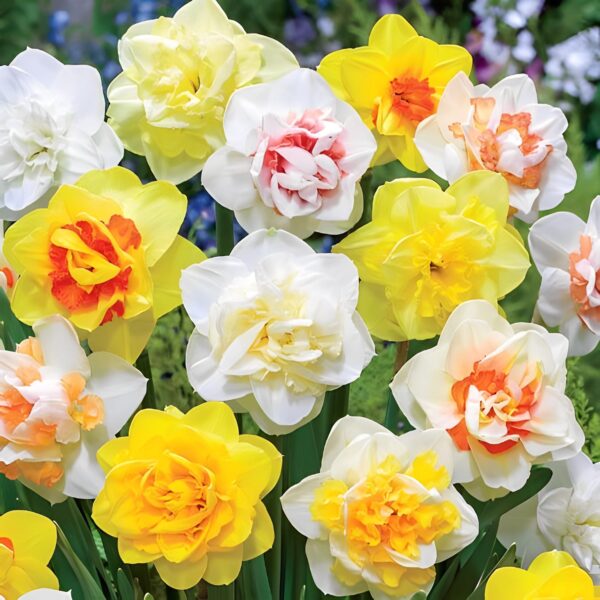 Votaniki Daffodil All Spring Mixed Bulbs - Perennial & Versatile Daffodil | Plant in Gardens, Borders & Flowerbeds - Easy to Grow