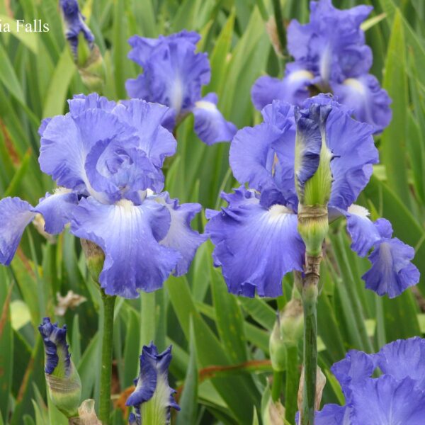 Votaniki Victoria Falls Bearded Iris - Perennial Tall Bearded Iris Rhizomes | Purple and White Flowering Iris - Easy to Grow and Low Maintenance