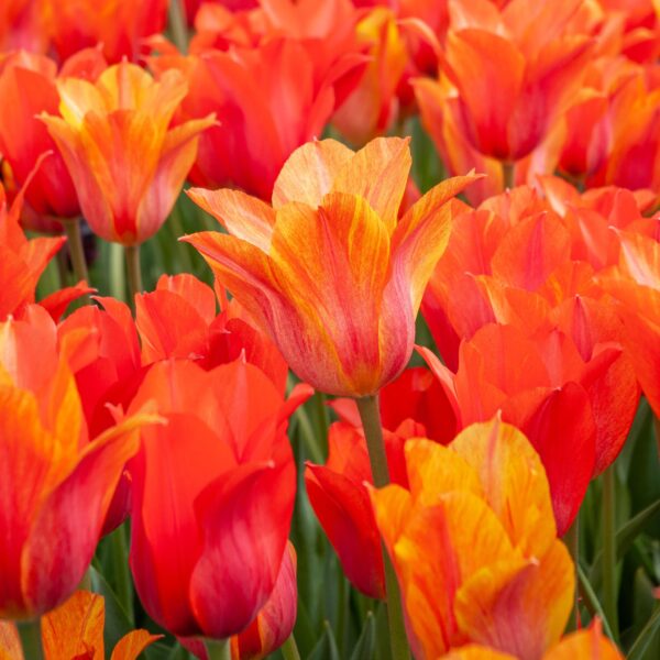 Votaniki El Nino Tulip Bulbs - Perennial Color Changing Rare Tulip | Large Flowered Single Late Variety 'El Niño Tulip Bulbs for Planting - Easy to Grow