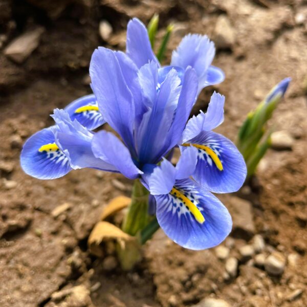 Votaniki Iris Reticulata Alida Bulbs - Long Lasting Blooms, Perennial Iris Reticulata 'Alida' | Large Flower Iris Bulbs for Planting - Easy to Grow