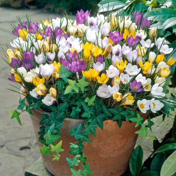 Votaniki Species Crocus Mix Bulbs - Perennial Purple, White, and Yellow Crocus | Species Crocus Mix for Garden Enthusiasts -Easy to Grow and Low Maintenance