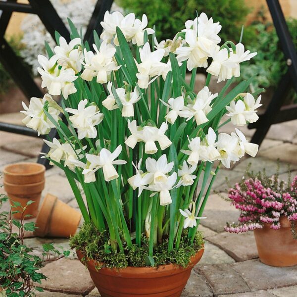 Votaniki Thalia Narcissus - Perennial Daffodil (Thailia Narcissus) Bulbs for Planting | Long Lasting Blooms, White Daffodil, Spring Bloomer - Easy to Grow