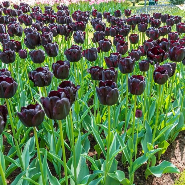 Votaniki Queen of Night Tulip - Versatile, Perennial Tulipa Single Late 'Queen of Night' | Tulip Bulbs for Planting - Easy to Grow