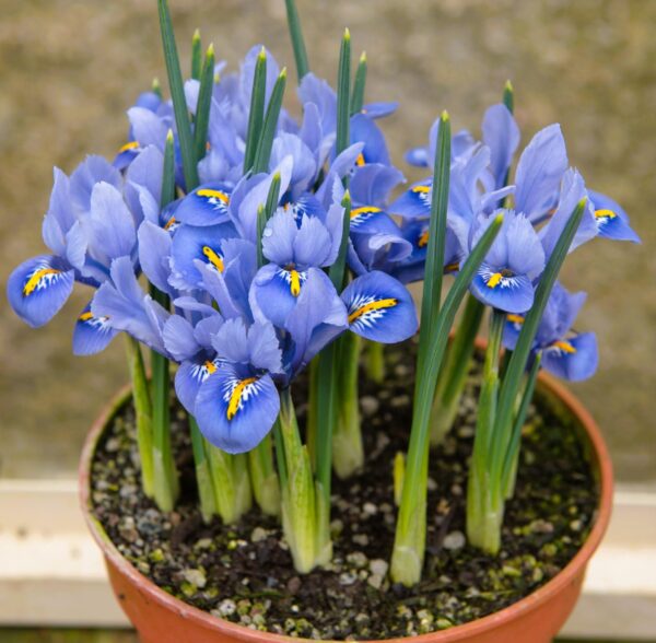 Votaniki Iris Reticulata Alida Bulbs - Long Lasting Blooms, Perennial Iris Reticulata 'Alida' | Large Flower Iris Bulbs for Planting - Easy to Grow