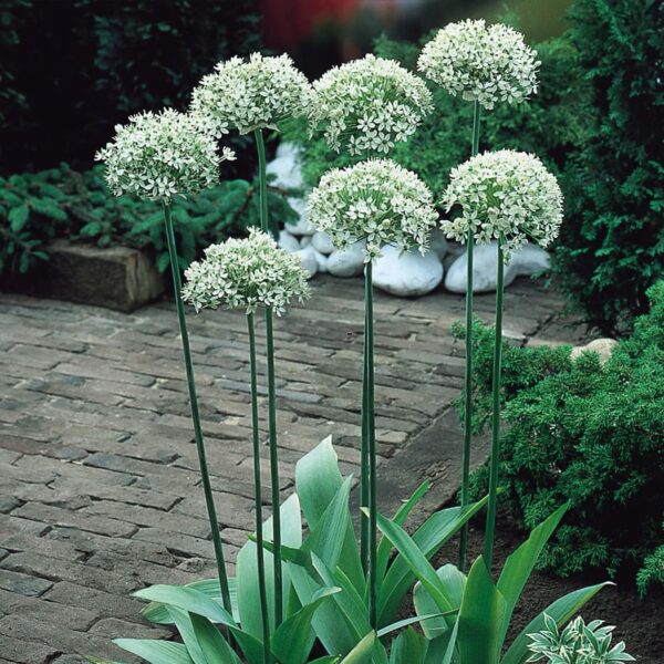 Votaniki Nigrum Allium - White Flowers with Deep Green Eyes | Perennial and Versatile Allium Bulbs for Planting - Naturalize Easily and Easy to Grow