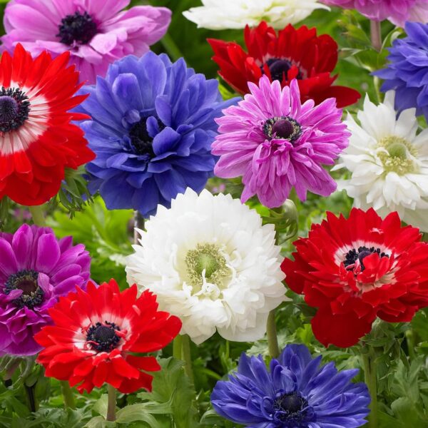 Votaniki Anemone Double st. Brigid Mix - Versatile and Perennial Anemone Flower Bulbs for Planting | Easy to Grow and Maintain