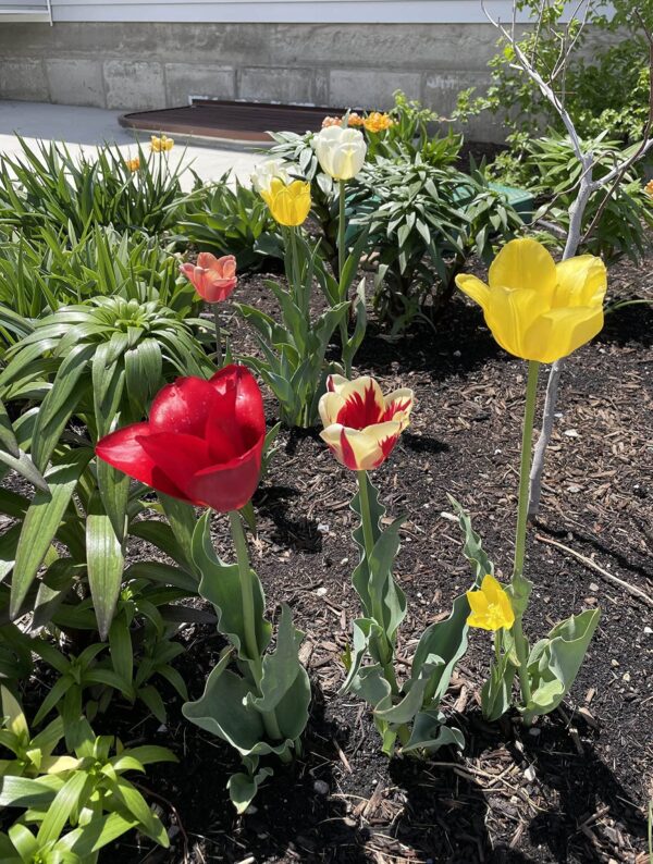 All in One Mixture - Tulips Bulbs and Daffodil Bulbs a Colorful Mix of Tulips and Popular Dutch Master Daffodils!