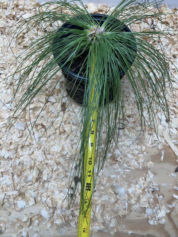 Votaniki Pinus Roxburghi (Chirr Pine, Longleaf Indian Pine) Plant | Species of Endangered, Perennial Long Leaf Plant - Easy to Grow and Low Maintenance