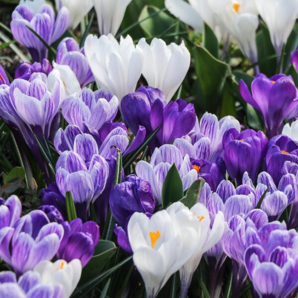 Votaniki Blue Moon Crocus Mixed - Long Blooming & Attracts Pollinators & Perennial | Dutch Crocus Blue Moon Bulbs Ready to Plant | Low Maintenance Crocus