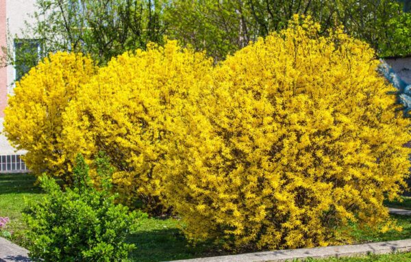 Votaniki Forsythia Lynwood Gold 1-2 Ft Plant - Perennial, Lynwood Variety, Fast Growing Tree | Forsythia Lynwood Gold Shrub - Low Maintenance Flower Plants